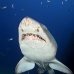 shark_tiger_sand_spar_v_0171_nca0178.jpg